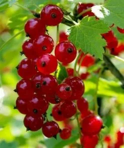 Future Forests Fruit Redcurrant Red Lake