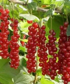 Future Forests Redcurrant Rovada Fruit