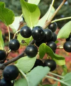 Future Forests Rhamnus Cathartica - Purging Buckthorn Shrubs