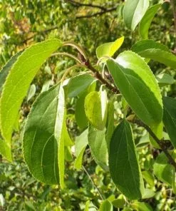Future Forests Rhamnus Cathartica - Purging Buckthorn Shrubs