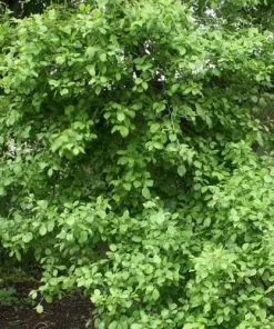 Future Forests Rhamnus Cathartica - Purging Buckthorn Shrubs