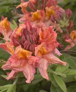 Future Forests Azalea Mollis Berry Rose Shrubs