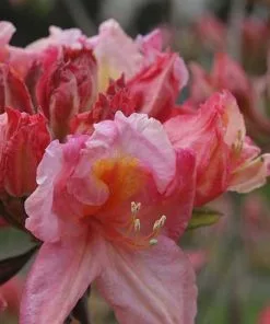 Future Forests Azalea Mollis Berry Rose Shrubs