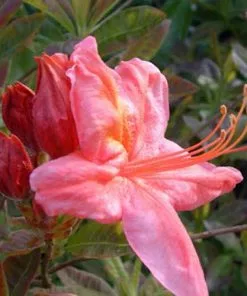 Future Forests Azalea Mollis Berry Rose Shrubs