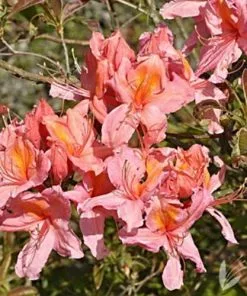 Future Forests Azalea Mollis Berry Rose Shrubs