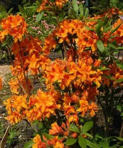 Future Forests Azalea Mollis Golden Eagle