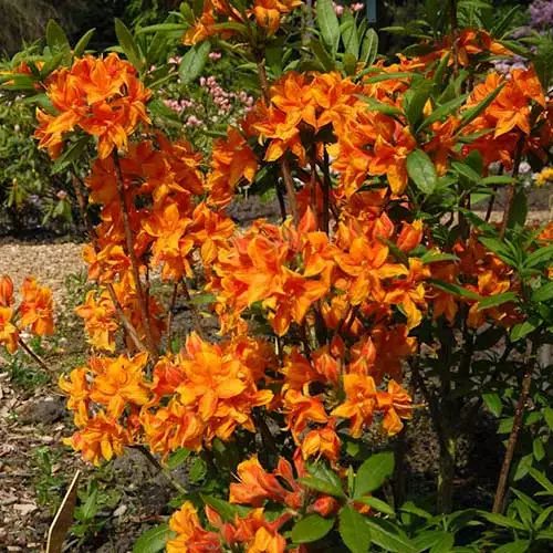 Future Forests Azalea Mollis Golden Eagle 4 Future Forests Azalea Mollis Golden Eagle