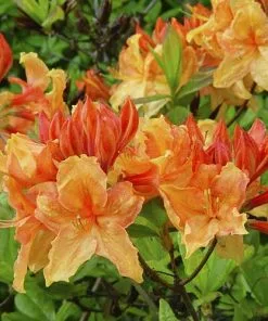 Future Forests Azalea Mollis Golden Eagle