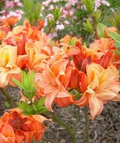 Future Forests Azalea Mollis Golden Eagle 8 Future Forests Azalea Mollis Golden Eagle