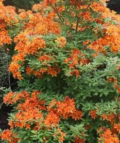 Future Forests Azalea Mollis Golden Eagle 9 Future Forests Azalea Mollis Golden Eagle