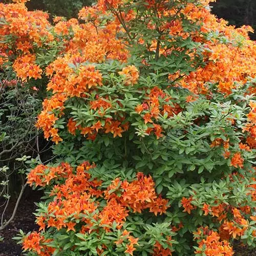 Future Forests Azalea Mollis Golden Eagle 6 Future Forests Azalea Mollis Golden Eagle