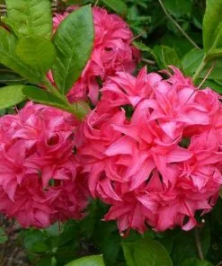 Future Forests Azalea Mollis Homebush Shrubs