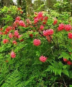 Future Forests Azalea Mollis Homebush Shrubs