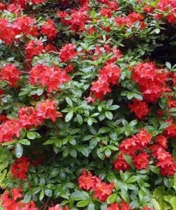 Future Forests Azalea Mollis Satan