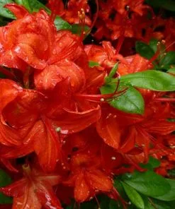 Future Forests Azalea Mollis Satan