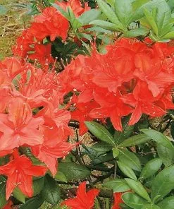 Future Forests Azalea Mollis Satan