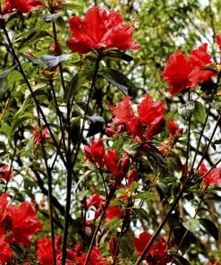 Future Forests Azalea Mollis Satan