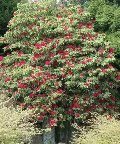 Future Forests Rhododendron Arboreum Trees