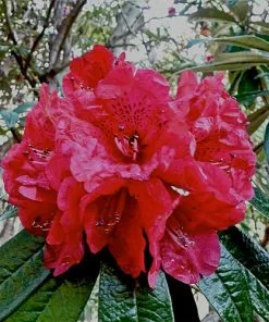 Future Forests Rhododendron Arboreum Trees
