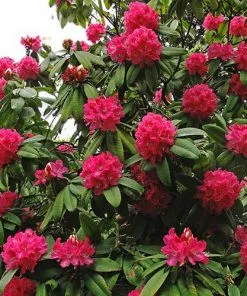 Future Forests Rhododendron Arboreum Trees