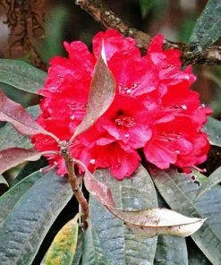 Future Forests Rhododendron Arboreum Trees