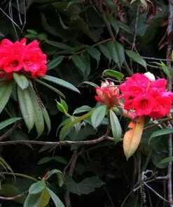 Future Forests Rhododendron Arboreum Trees