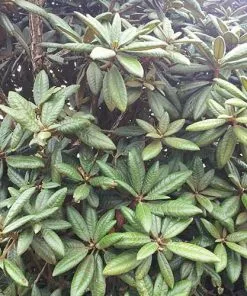Future Forests Rhododendron Arboreum Trees