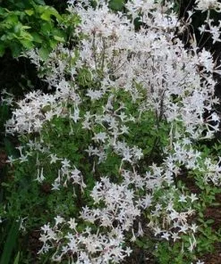 Future Forests Rhododendron Atlanticum Snowbird