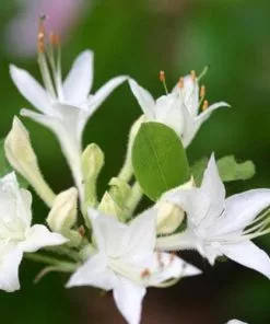 Future Forests Rhododendron Atlanticum Snowbird