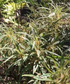 Future Forests Rhododendron Stenopetalum Linearifolium Shrubs 10 Future Forests Rhododendron Stenopetalum Linearifolium Shrubs