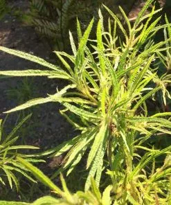 Future Forests Rhododendron Stenopetalum Linearifolium Shrubs 12 Future Forests Rhododendron Stenopetalum Linearifolium Shrubs