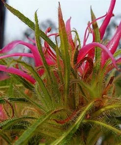 Future Forests Rhododendron Stenopetalum Linearifolium Shrubs