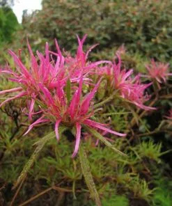 Future Forests Rhododendron Stenopetalum Linearifolium Shrubs 11 Future Forests Rhododendron Stenopetalum Linearifolium Shrubs