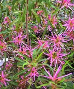 Future Forests Rhododendron Stenopetalum Linearifolium Shrubs