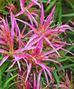 Future Forests Rhododendron Stenopetalum Linearifolium Shrubs 13 Future Forests Rhododendron Stenopetalum Linearifolium Shrubs