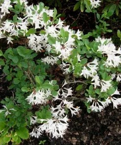 Future Forests Rhododendron Atlanticum Snowbird