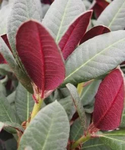 Future Forests Rhododendron Wine And Roses Shrubs