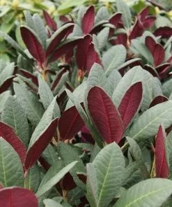 Future Forests Rhododendron Wine And Roses Shrubs