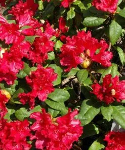 Future Forests Rhododendron Baden-Baden