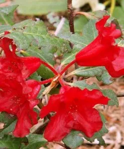 Future Forests Rhododendron Baden-Baden