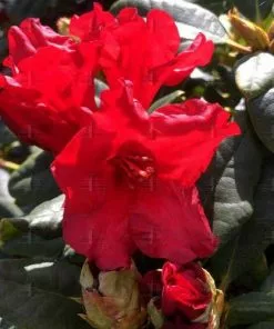 Future Forests Rhododendron Baden-Baden