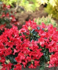 Future Forests Rhododendron Baden-Baden