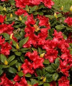 Future Forests Rhododendron Baden-Baden