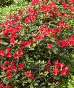 Future Forests Rhododendron Baden-Baden