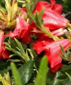 Future Forests Rhododendron Baden-Baden