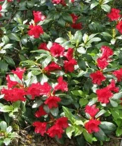 Future Forests Rhododendron Baden-Baden