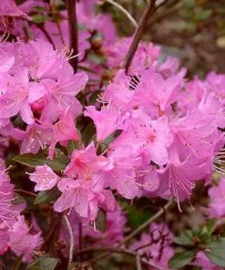 Future Forests Rhododendron Pintail Shrubs