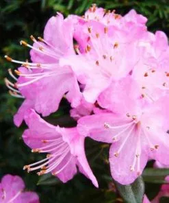 Future Forests Rhododendron Pintail Shrubs