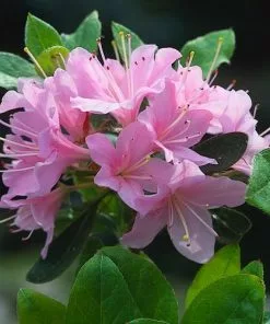 Future Forests Rhododendron Pintail Shrubs