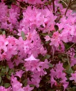 Future Forests Rhododendron Pintail Shrubs